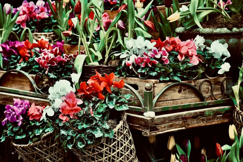 The Death Business Mistake That Bloomed Into Billion-Dollar Romance